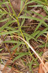 Flat-top goldentop